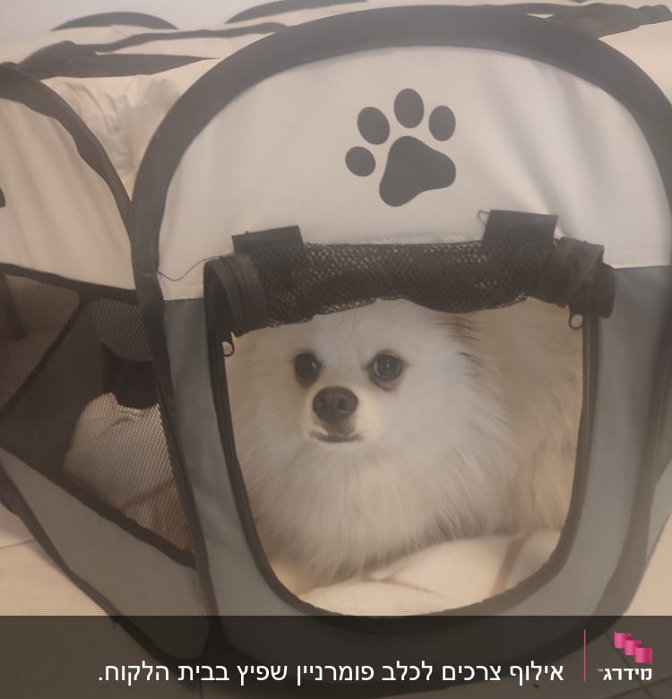 כלב קטן בכלוב אימון עם סמל כף רגל